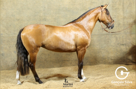 NEBULOSA DA RECORRIDA 