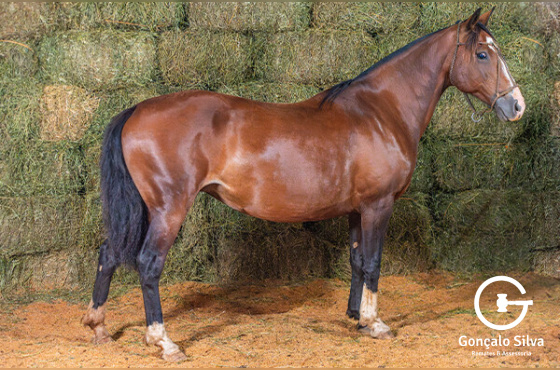 QUE GUAPA DA TUNEIRA