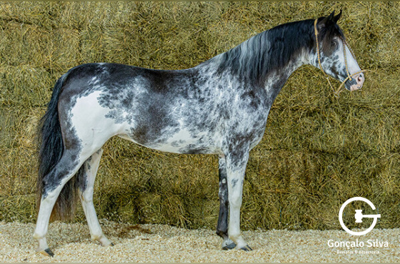 HOLA QUE TAL DA FIGUEIRA