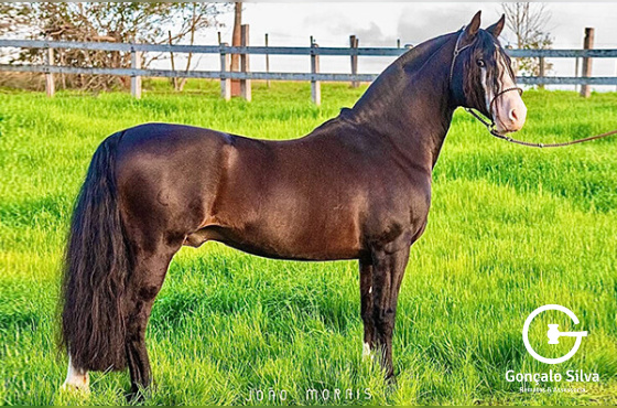 COTA 2,5% MARCONI CONCHA Y TORO