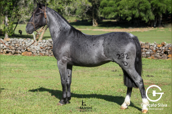 XADREZ DA SÃO JOÃO DO BURITY