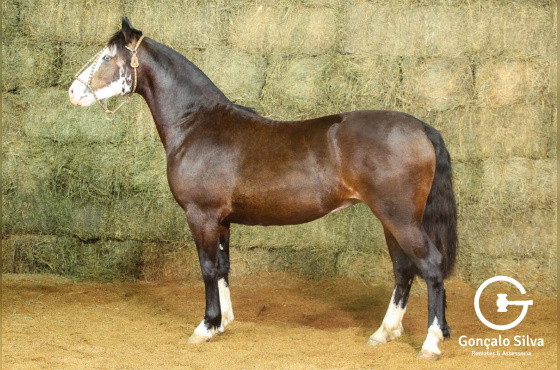 RE UMA FLOR-TE (VENDA VERTICAL)