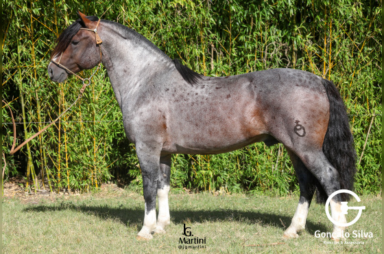 QUE BUENO DO ACEGUÁ