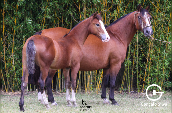 OTRA COSA DO ACEGUÁ