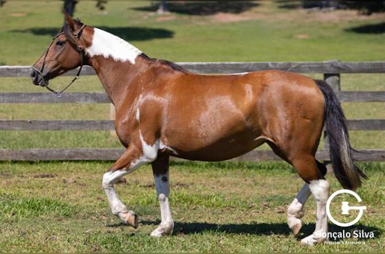 ALA PUCHA DO MALLMANN