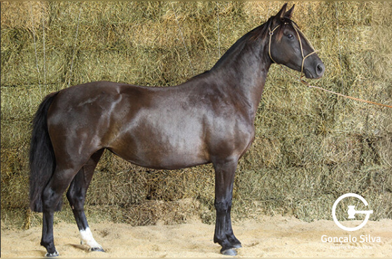 NEBLINA DO PARAIZO BENITO