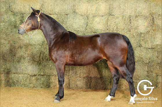 RE UNA BUENA (VENDA VERTICAL)