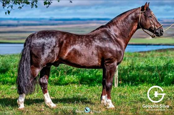 SANTA ALICE POSTEIRO OU SANTA ALICE NUBLADO II