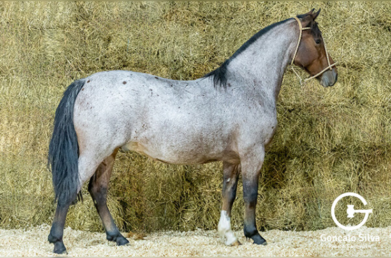CIGANO DA BOTUVERÁ SR