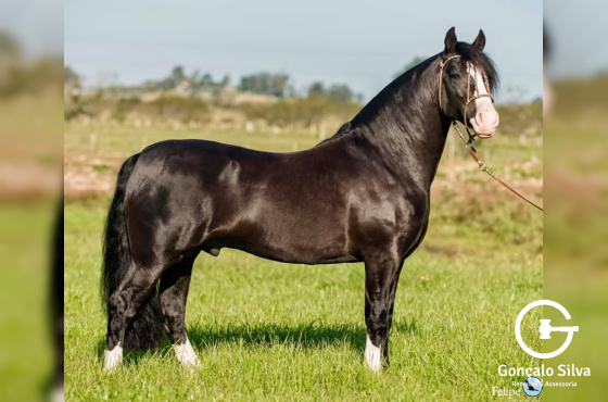 UM AMIGO DO PASSO DA LAGE 