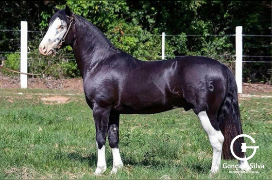 COTA  5% MARCONI XERIFE