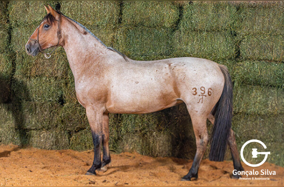 GUADALUPE 396 DA MACENA