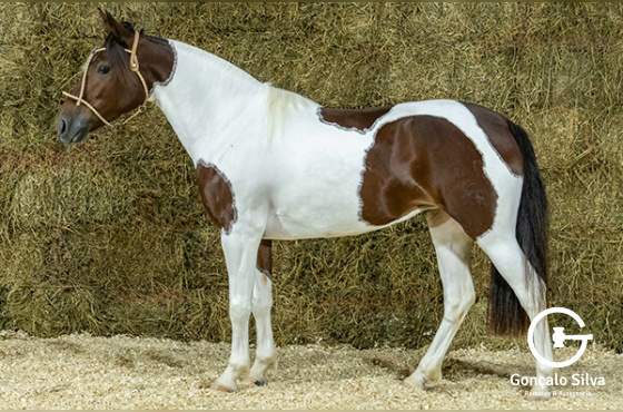 BILA DA BOTUVERÁ SR