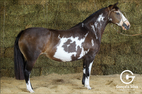 XIBOQUINHA DO PURUÑA 