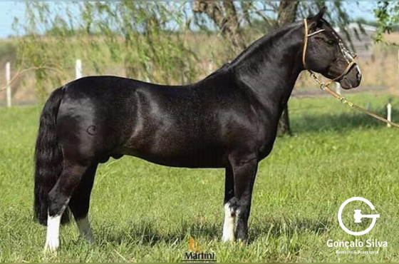 COBERTURA SARGENTO DO ITAPORÓRO 