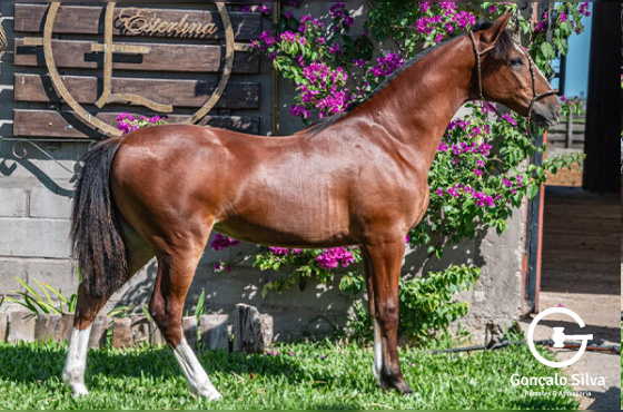 DOROTEIA DA ESTERLINA