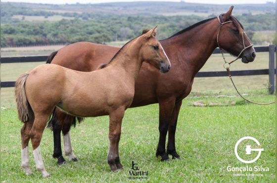 GULOSA II DOS CASTANHEIROS