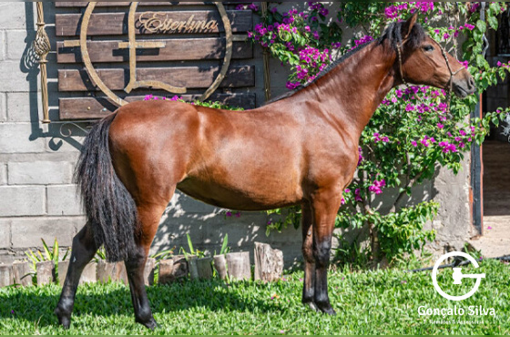 DELFINA DA ESTERLINA