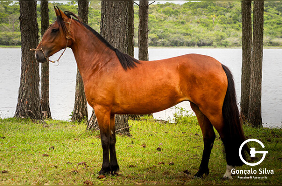 PERCANTA DA ESTANCIA CAVERA