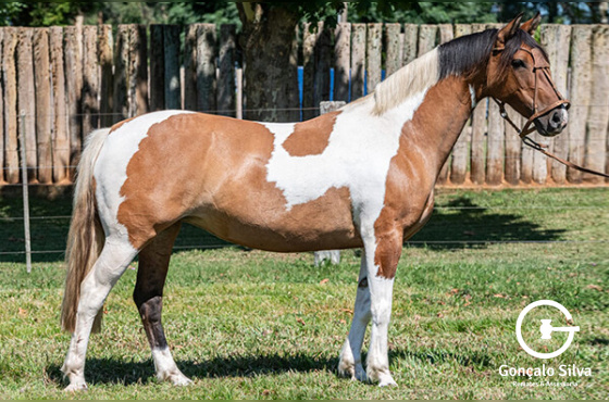 IMPERATRIZ DO DIAMANTE