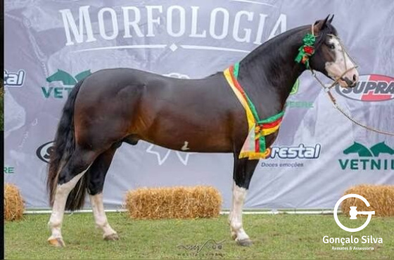 VENTO PAMPEANO DA CABANHA SANTA FÉ