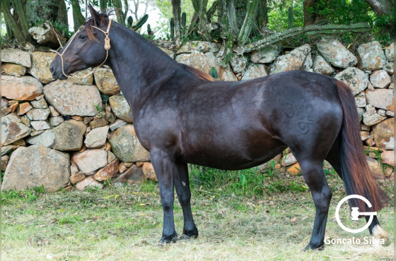 UVADA DO VEIO D'ÁGUA