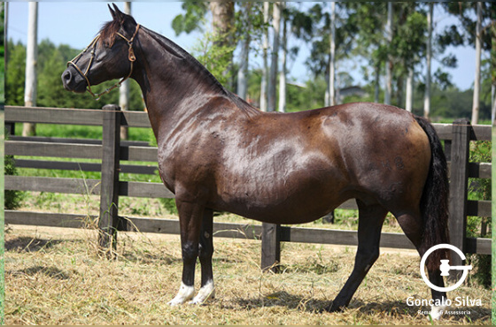 HIERARQUIA DO MACANUDO