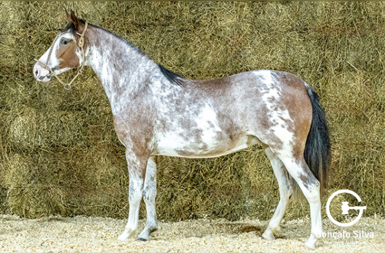 CALVIN DA BOTUVERÁ SR