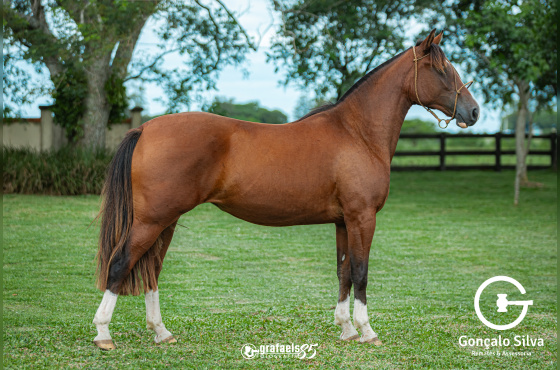 SANCION DE SANTO ANICETO