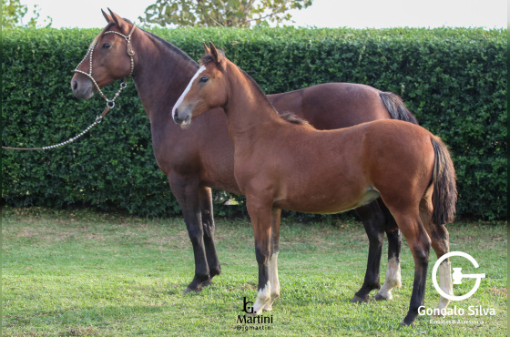 SÃO JOSÉ DAS LAGES AGUADA