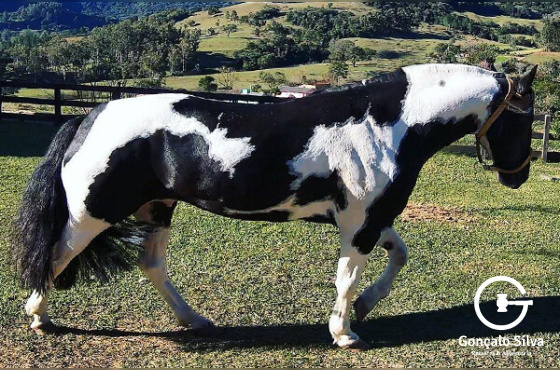 Lusco Fusco da Mutá
