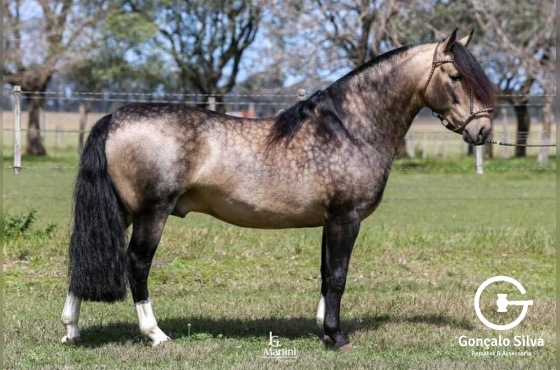 CHARQUE ALMIRANTE