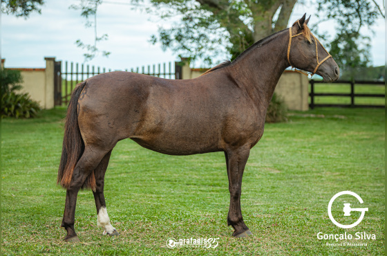 IMACULADA DA ASKATASUNA