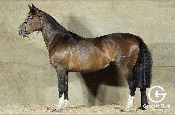 SACRAPALMA BAILARINA