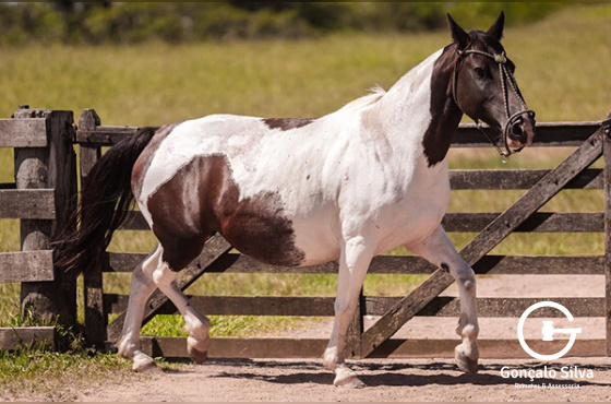 EL ENTREVERO MANOELITA