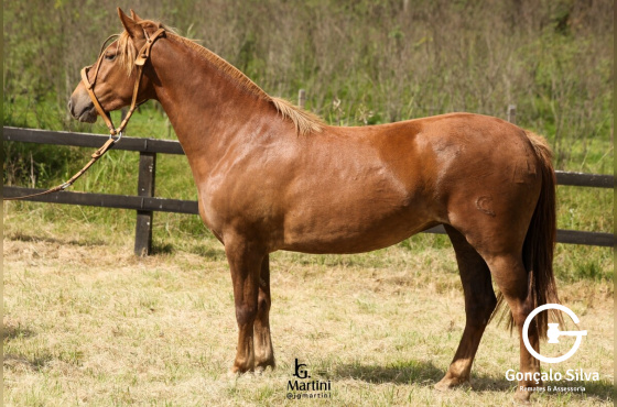 LAS CALLANAS UNIÃO ESTÁVEL