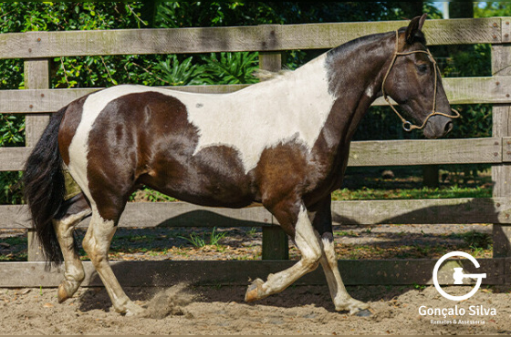 MITO DA FAZENDINHA DA LI