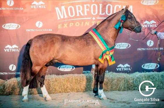 QUEBRACHO DA TAIMÃ - TE
