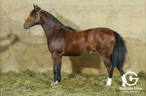 MONTE PAMPERO MARICOTA