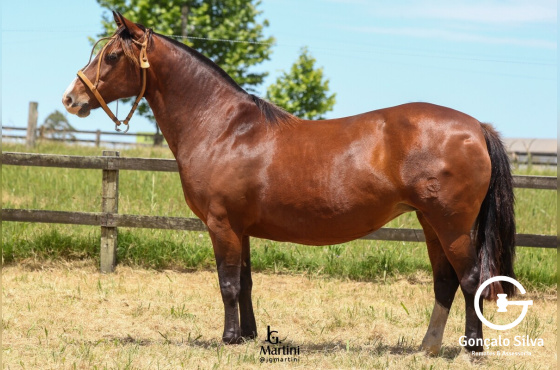 MARCA QUENTE CHARRUA