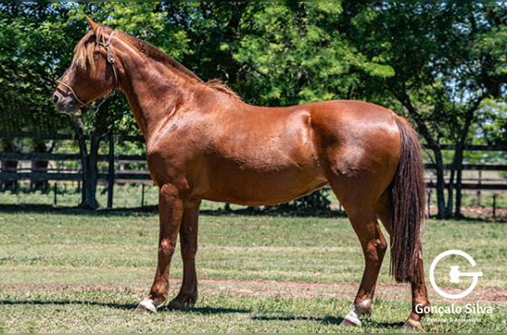 BT DOLCE VITA DO JUNCO