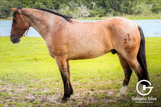 CHARUTO DO TRINTA E OITO