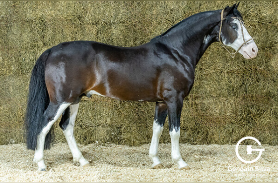 GSB HÉRCULES ( COBERTURA )