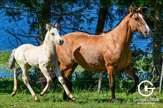 SINHAZINHA DA BOA VISTA 