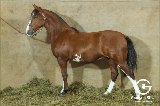 MONTE PAMPERO MIRADOR