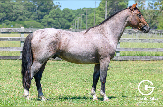 QUERIDÃO DO PASSO FUNDO