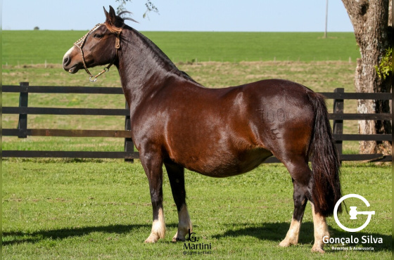 TAIPA DA BOA VISTA