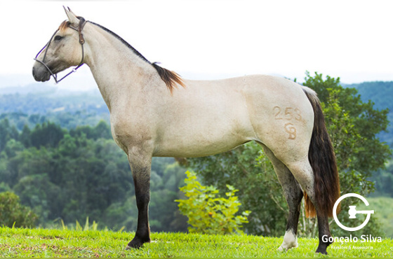 PEPITA DA MACEDÔNIA