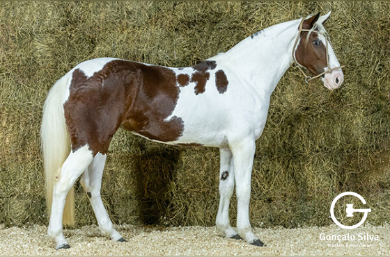 INVOCADA DA MANCHA CRIOULA