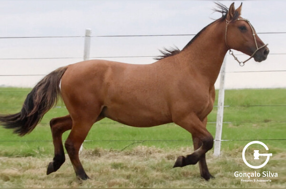 FEITICEIRO DO PAROBÉ